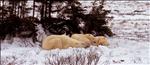 polar bear safari by train, canada